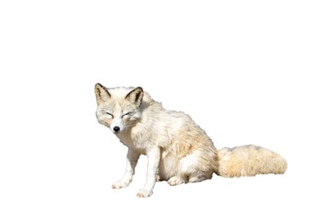 Beautiful Arctic Fox Sitting Pose Off White Colour Transparent