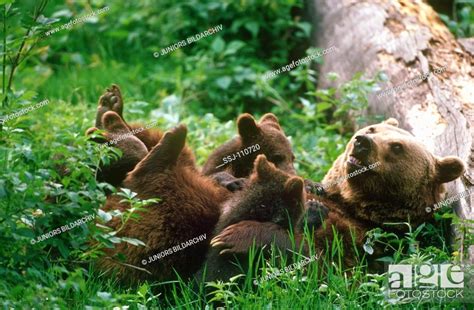 Animal Bear Brown Bear Cub Stock Photo Picture And Rights Managed