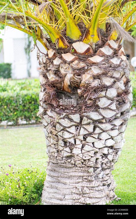 Palm Tree Trunk With A Hole From A Palm Tree Disease In A Garden