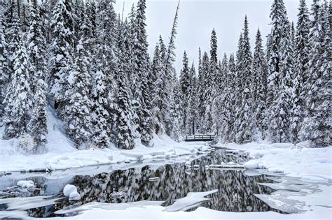 Winter Canada Forests Snow Trees Louise Yoho Nature Wallpapers