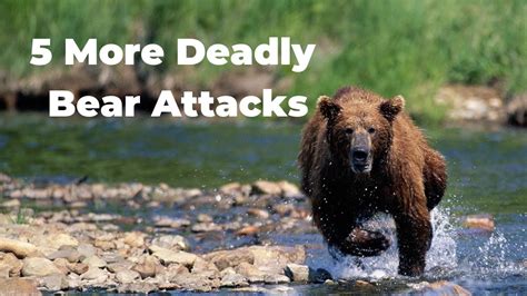 5 More Deadly Bear Attacks In Appalachia Youtube