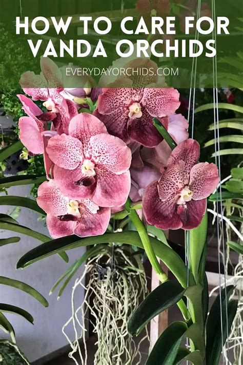 Vanda Orchid Care Guide Everyday Orchids Orchid Care Vanda Orchids Orchid Plant Care