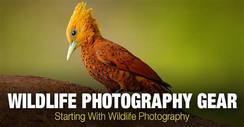 10 Famous Wildlife Photographers And Nature Photographers Phototraces