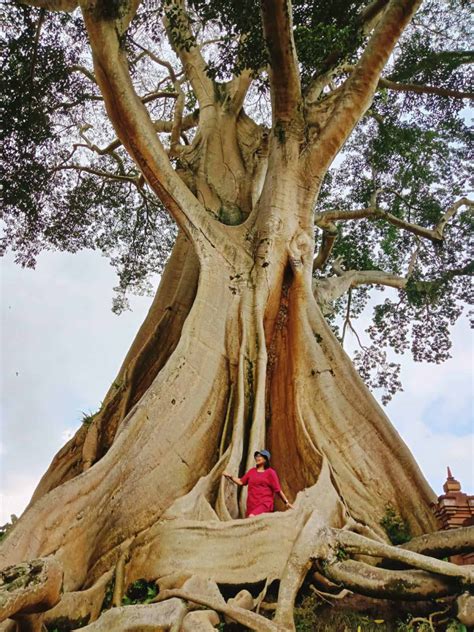 Pohon Kayu Putih Berusia 700 Tahun Hanya Ada Di Bayan
