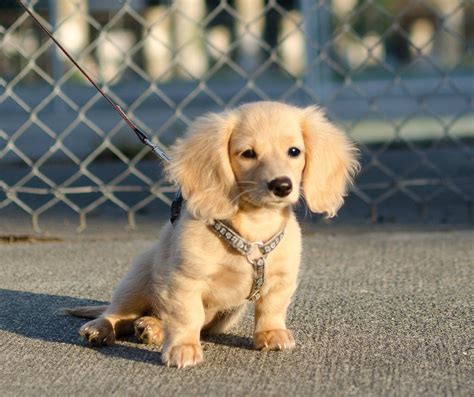 miniature dachshund - Поиск в Google | Dachshund puppies, Cream dachshund, Dachshund puppy long ...