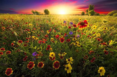 1920x1080px 1080p Free Download Wildflowers Field At Sunset