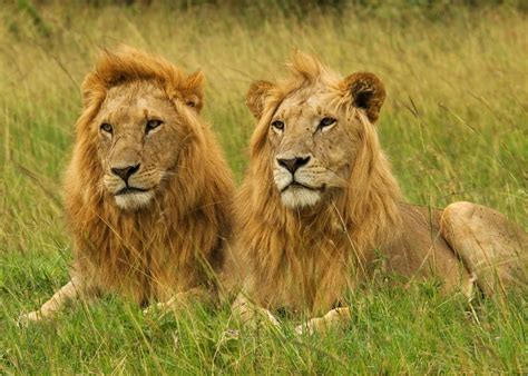 Male Lions Masai Mara