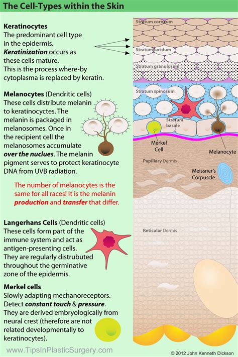 Cell Types Within The Skin