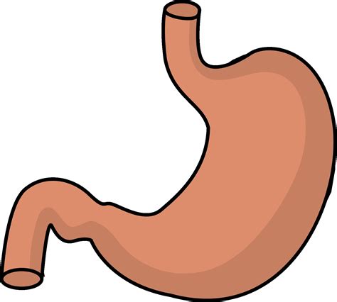 Stomach Clipart At Getdrawings Free Download