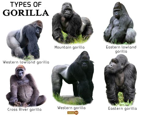Gorilla Facts Types Lifespan Size Classification Habitat Pictures