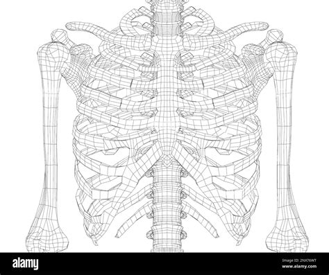 Skeleton Of A Human Chest Stock Photo Alamy