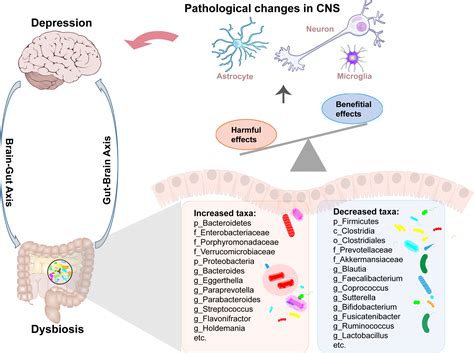 Gut Microbiota And Its Metabolites In Depression From Pathogenesis To
