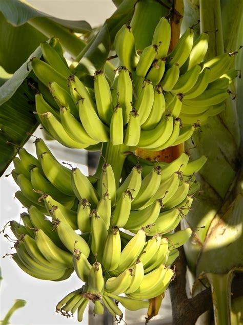 Guide To Growing Bananas On The Gulf Coast Finch