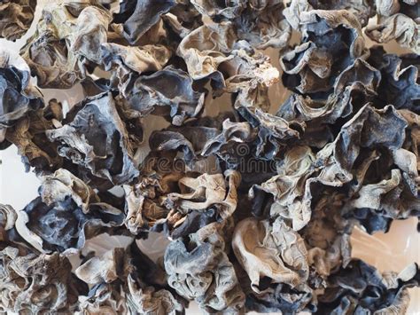 Chinese Black Fungus Auricularia Auricula Judae Mushroom Veget Stock