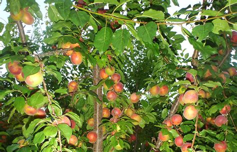 Emesh Mg Peachcot Plum Fruit Tree Variety Anfic