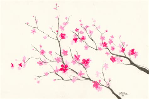 Cherry Blossom Flower Pencil Drawing