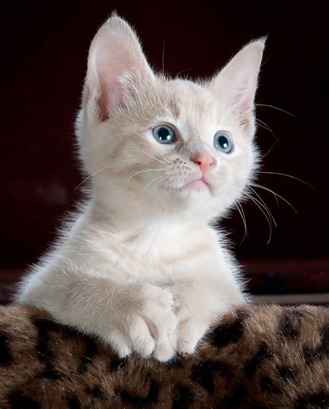 34 Adorable Cats And Kittens Doozy List