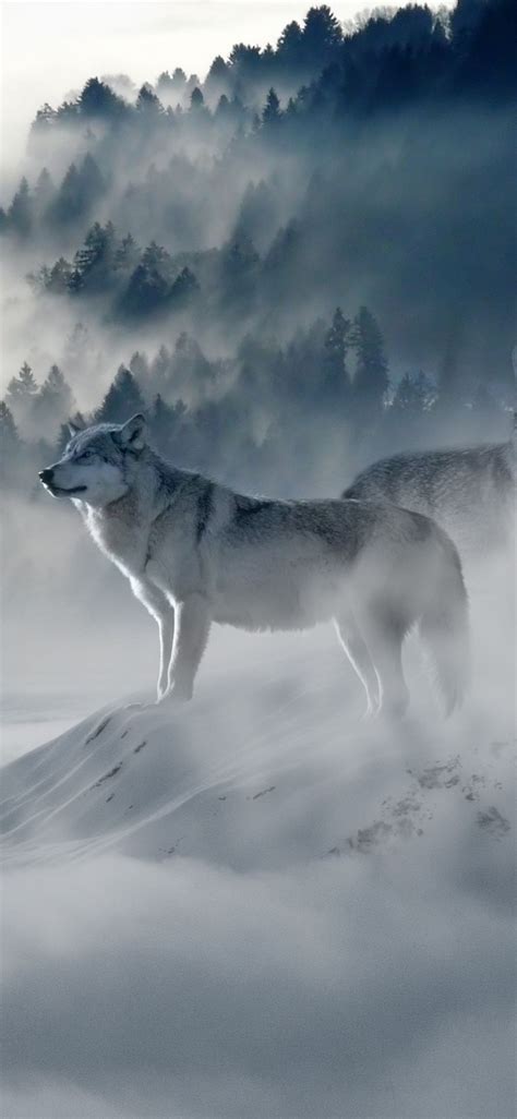 39 Wolf Wallpaper 4k Iphone X Foto Gratis Terbaru Postsid
