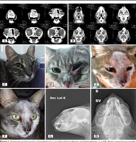 Pdf Treatment Of Two Cats With Advanced Nasal Lymphoma With