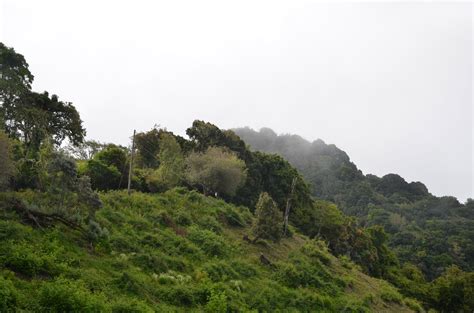 Free Images Tree Forest Mountain Cliff Jungle Terrain Ridge