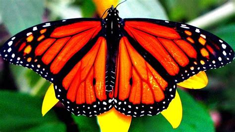 Buscan Preservar El Santuario De La Mariposa Monarca Mundodehoy