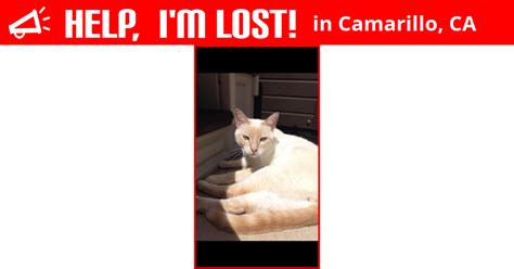 Lost Cat Camarillo California Malakai