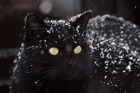 Animals Winter Snow Cat Hd Wallpaper Pxfuel