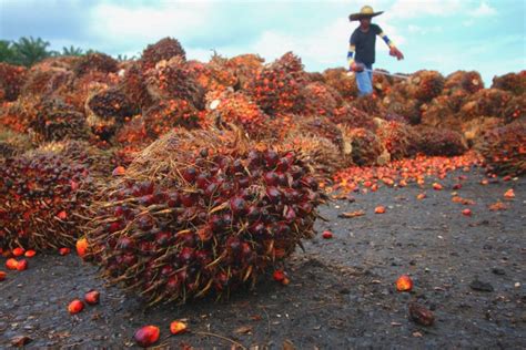 Oil Palm Production In Nigeria What You Should Know