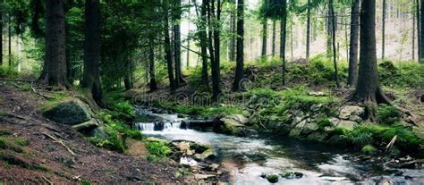 Forest Stream Stock Photo Image Of Scene Landscape 50206002