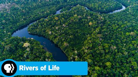 Episode 2 Preview The Amazon Rivers Of Life Pbs Youtube
