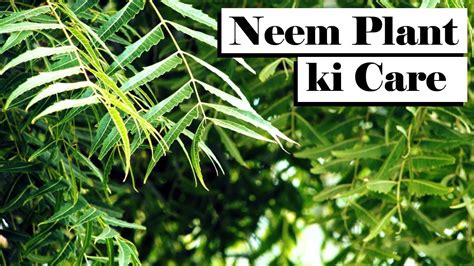 Neem Plant Care Neem K Pode Ki Care Kaise Karte Hain Youtube