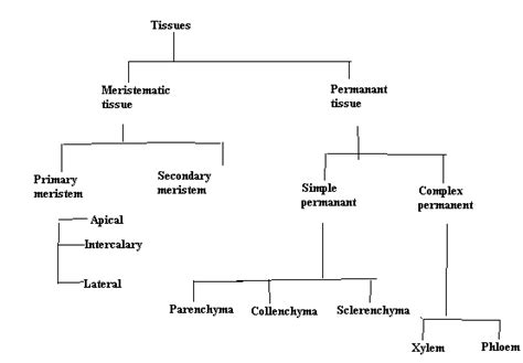 Flow Chart Of Plant Tissue