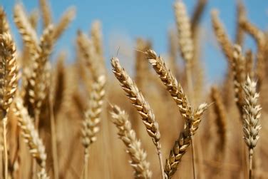 Урожайность пшеницы в Украине выросла на 44