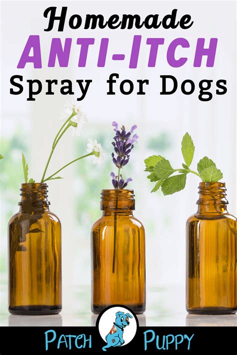 Homemade Anti Itch Spray For Dogs Easy 3 Ingredient Recipe Dog Dry
