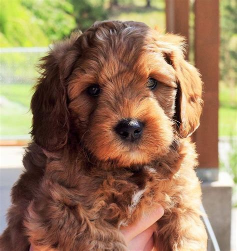 One Our Beautiful Red Australian Labradoodles Labradoodle Puppy
