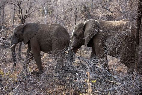 More Than 100000 African Elephants Killed For Ivory In The Past Decade