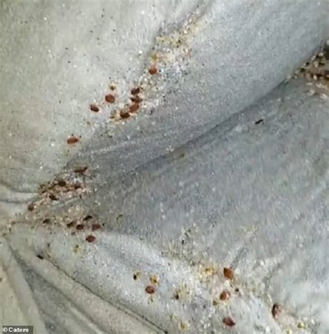Schau dir am besten die verkehrslage in der nähe des hotels an, wenn du zeit sparen möchtest. A Simple Bed Bug Problem Turned Out To Be A Massive Bed Bug Infestation In The Sofa - Small Joys