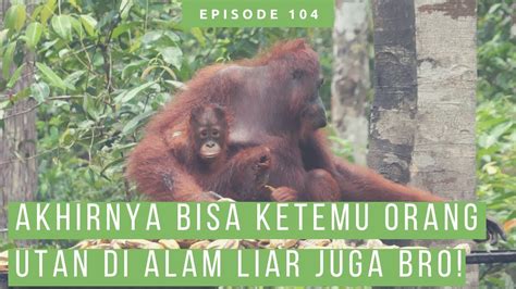 Kehidupan Orang Utan Bekantan Tarsius Dan Satwa Lain Di Taman Nasional Tanjung Puting Youtube