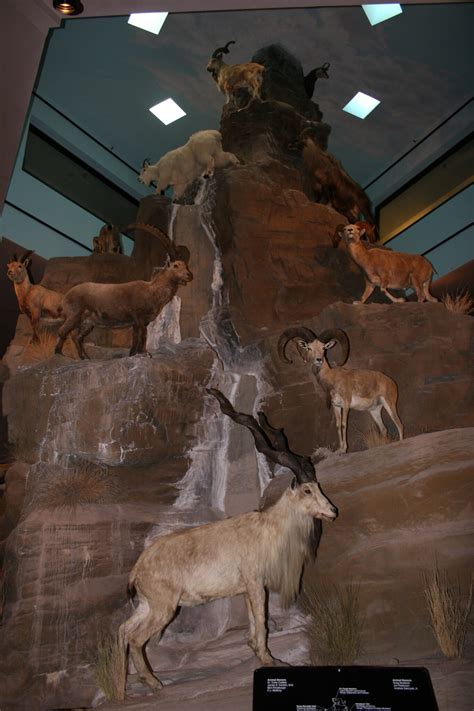 Permanent Exhibits International Wildlife Museum