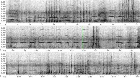 Humpback Whale Calls And Spectrograms Southeast Alaska Youtube
