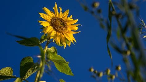 Sunflower With Background Of Blue Sky Hd Flowers Wallpapers Hd