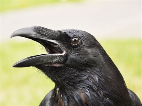 What Do Raven Crow And Other Black Bird Calls Mean To You Linda