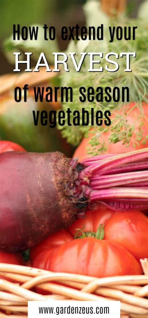 Extend Your Harvest Of Warm Season Vegetable Plants Survival Food