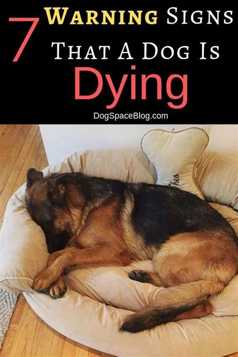 8 Warning Signs That A Dog Is Dying Artofit