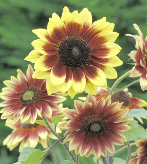 Magic Roundabout Sunflower John Scheepers Kitchen Garden Seeds