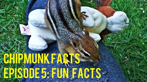 Chipmunk Facts Episode 5 Fun Facts Youtube