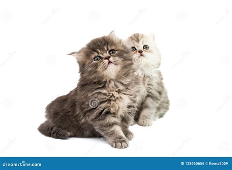 Fluffy Kittens Isolated Stock Photo Image Of Shot Gray 123660656