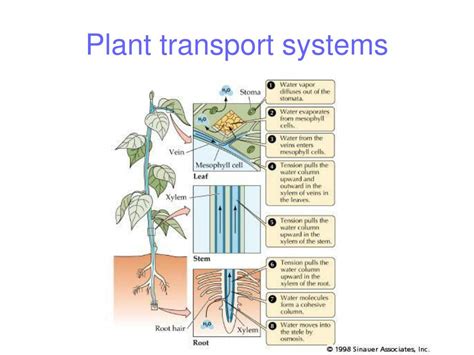 Ppt Transport In Plants Powerpoint Presentation Free Download Id