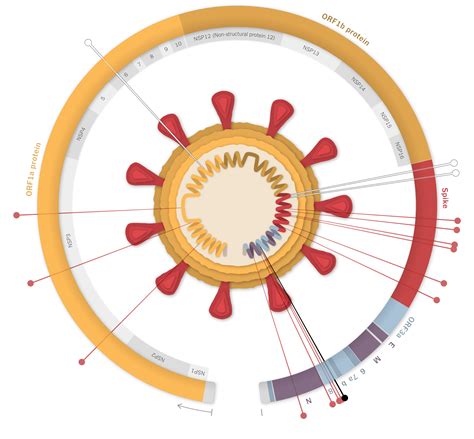 Inside The B117 Coronavirus Variant The New York Times