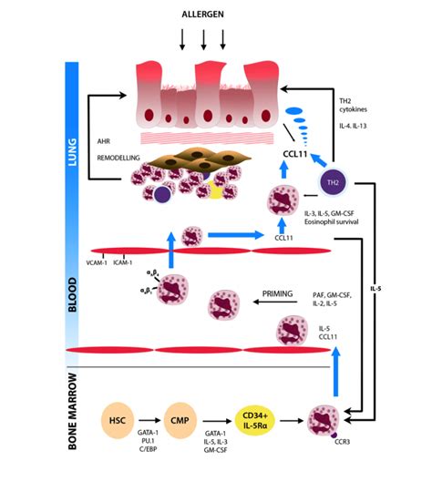 The Role Of Eosinophils In The Pathogenesis Of Asthma Projmed